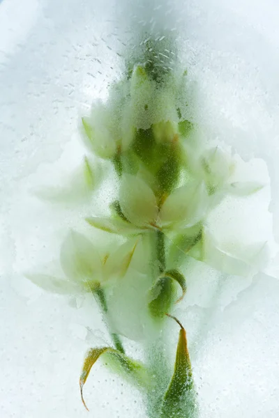 Buz gibi bitkiler — Stok fotoğraf