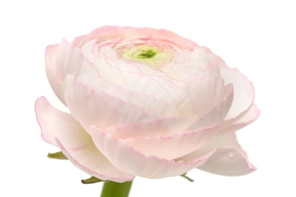 Pale pink ranunculus, persian buttercup — Stock Photo, Image