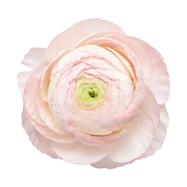 Pale pink ranunculus, persian buttercup — Stock Photo, Image