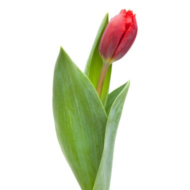 koyu kırmızı lale