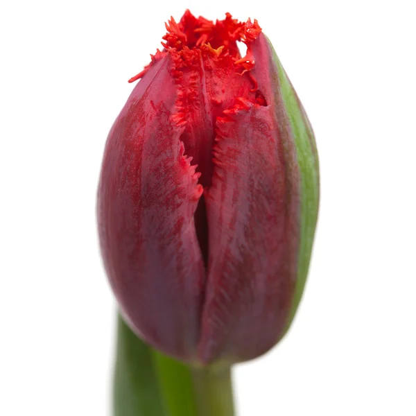 Tulipán rojo oscuro — Foto de Stock