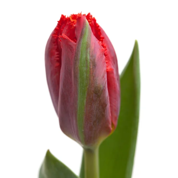 Tulipán rojo oscuro — Foto de Stock