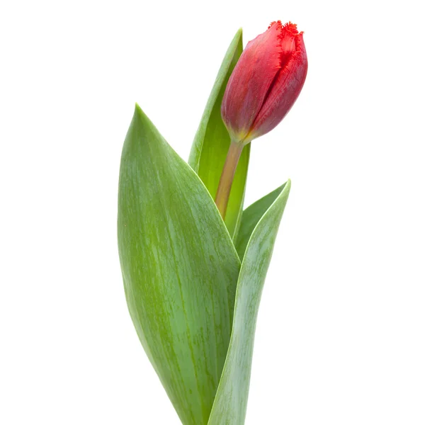 Donker rood tulip — Stockfoto