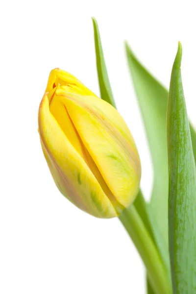 Gelbe Tulpe — Stockfoto