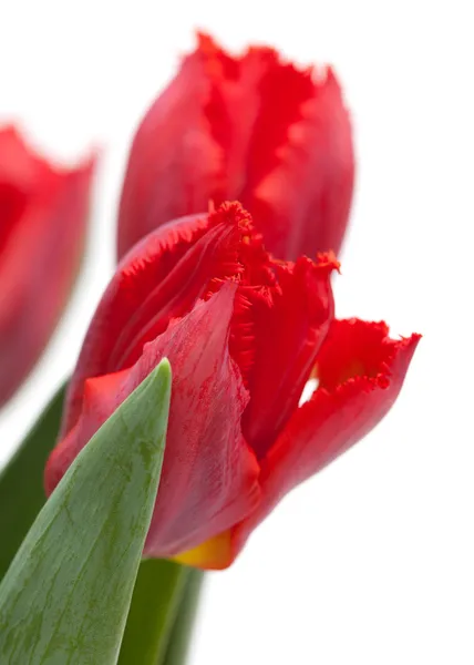 Tulipa vermelha escura — Fotografia de Stock