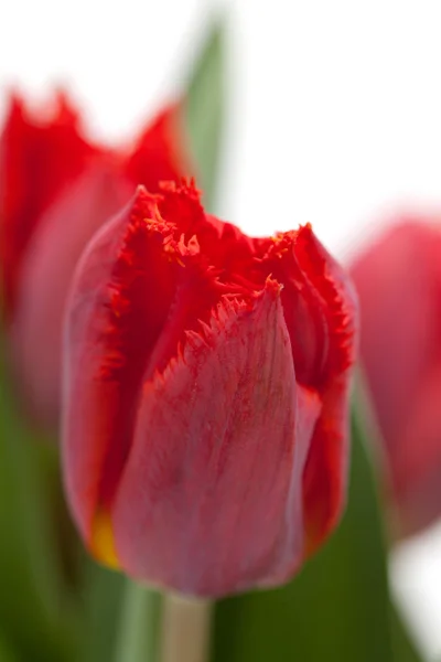 Tulipa vermelha escura — Fotografia de Stock