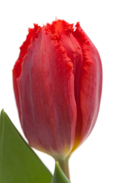 Sötét piros tulipán — Stock Fotó