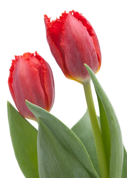 Tulipano rosso scuro — Foto Stock