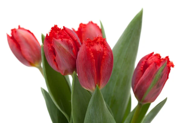 Ciemny czerwony tulipan — Zdjęcie stockowe