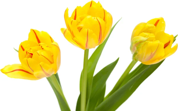 Gelbe Tulpe — Stockfoto