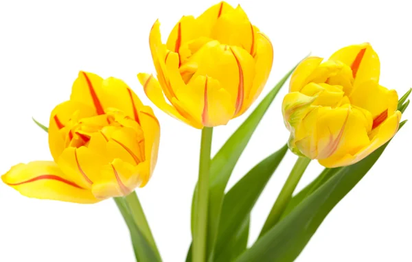 Yellow tulip — Stock Photo, Image