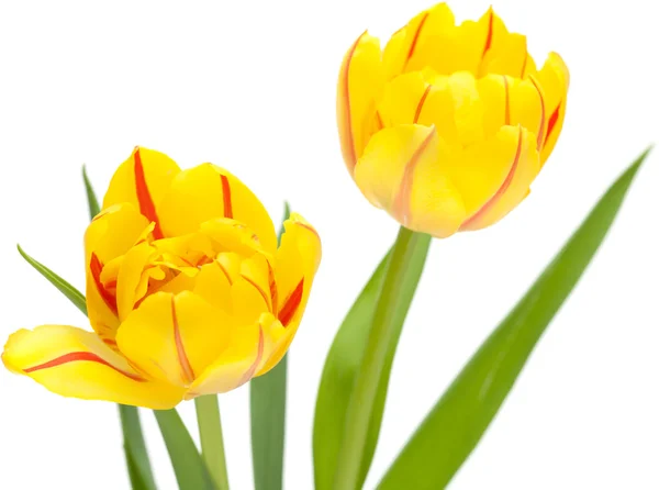 Gelbe Tulpe — Stockfoto