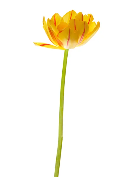 Tulipano giallo — Foto Stock