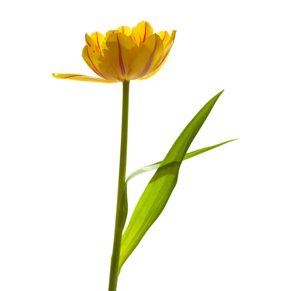 Tulipán amarillo — Foto de Stock