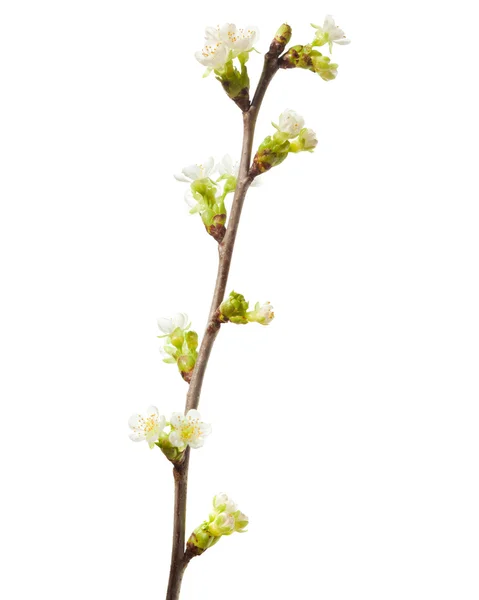 Spring flowering branch — Stock Photo, Image