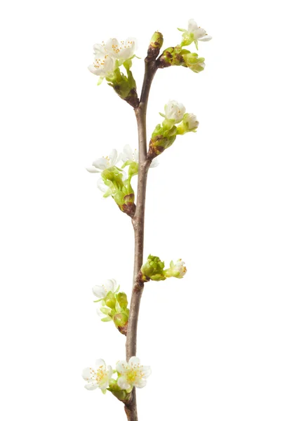 Frühjahrsblühender Zweig — Stockfoto