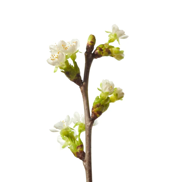 Spring flowering branch — Stock Photo, Image