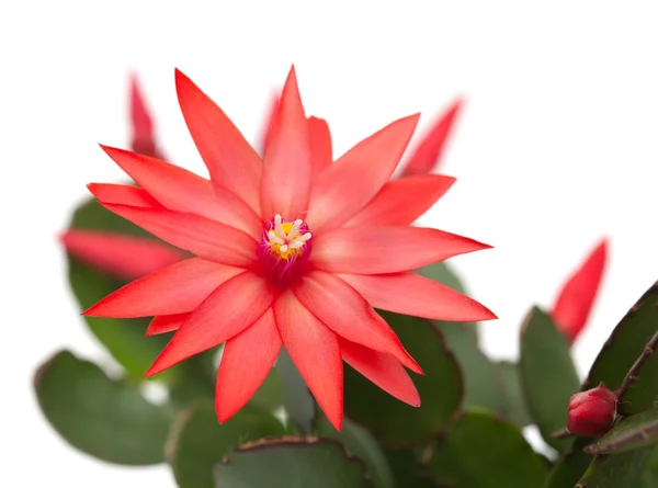 Cactus de Navidad rojo claro — Foto de Stock