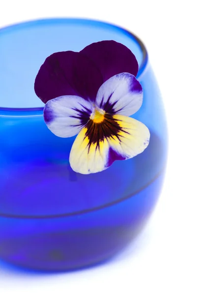 Viola de jardín aislado — Foto de Stock