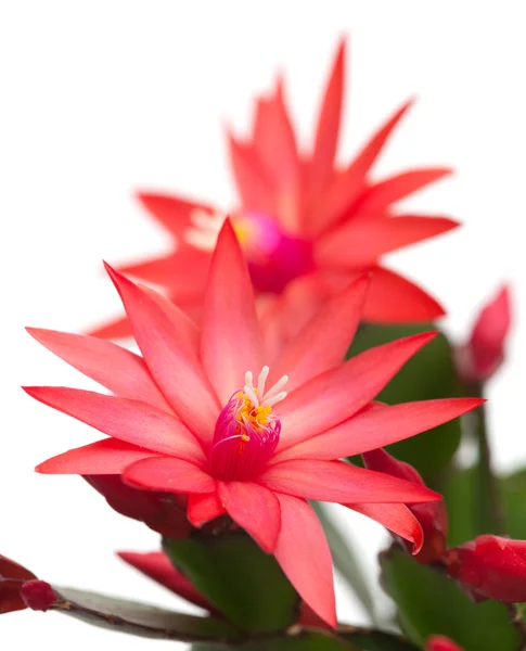 Cactus de Navidad rojo claro — Foto de Stock