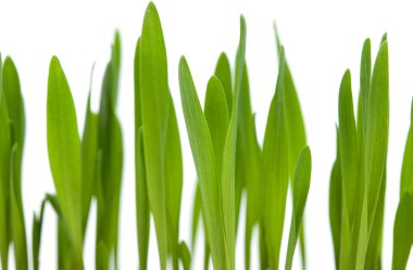 parlak yeşil çimen