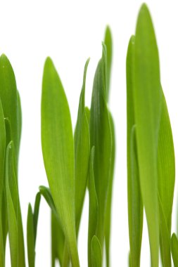 parlak yeşil çimen