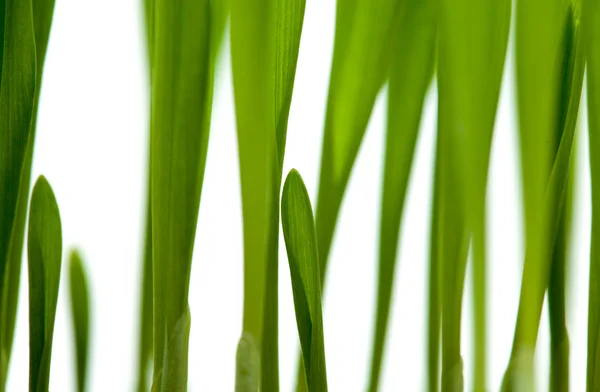 Bright green grass — Stock Photo, Image