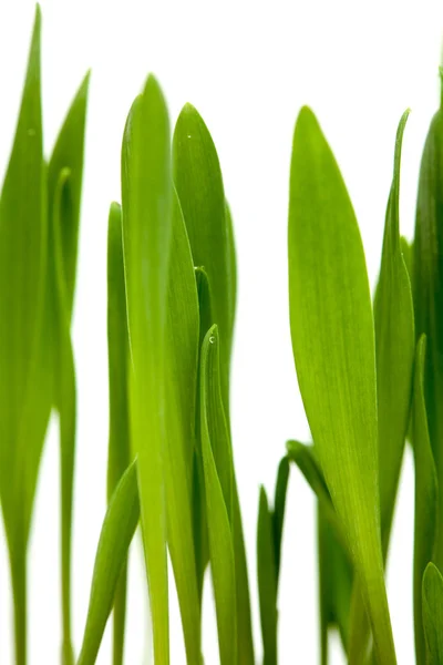 Helder groen gras — Stockfoto