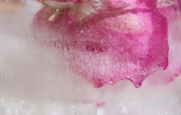 Icy plants — Stock Photo, Image