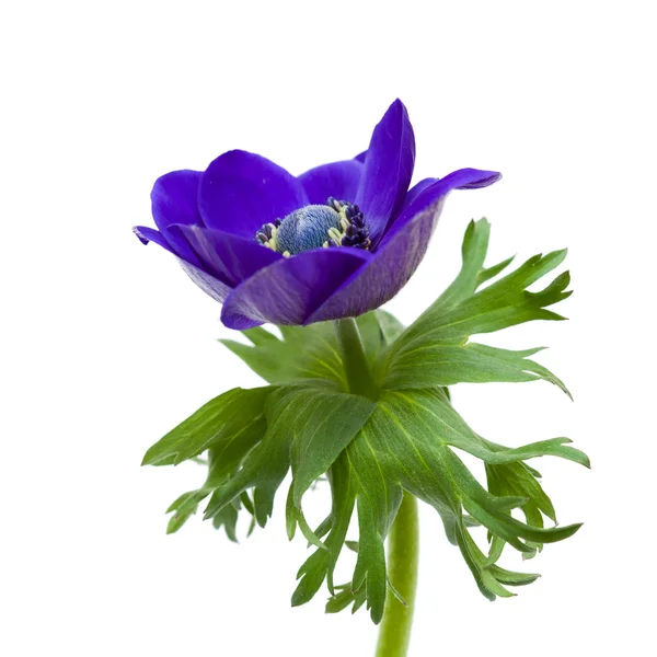 Темно синій anemone — стокове фото