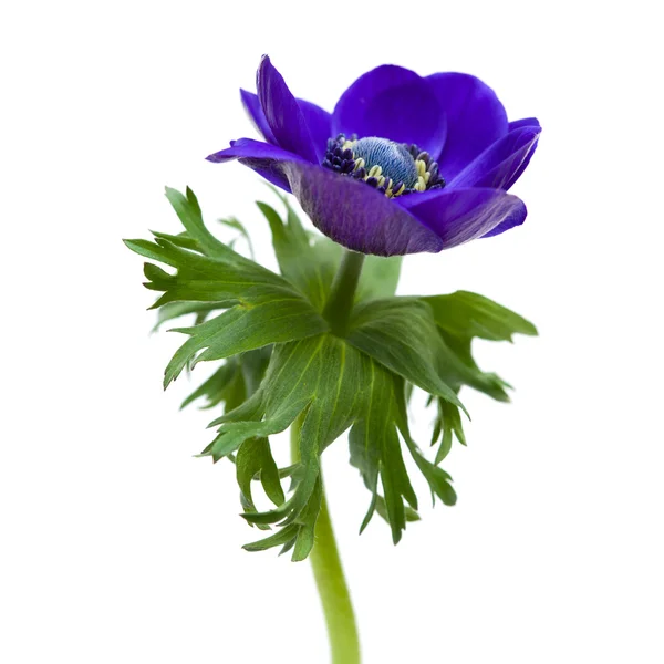 Donker blauwe anemone — Stockfoto