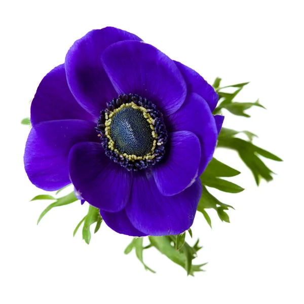 Темно синій anemone — стокове фото