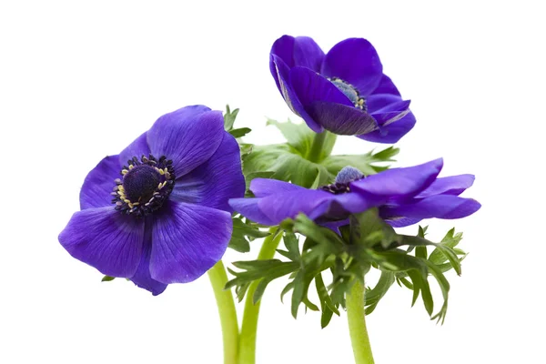 Donker blauwe anemone — Stockfoto