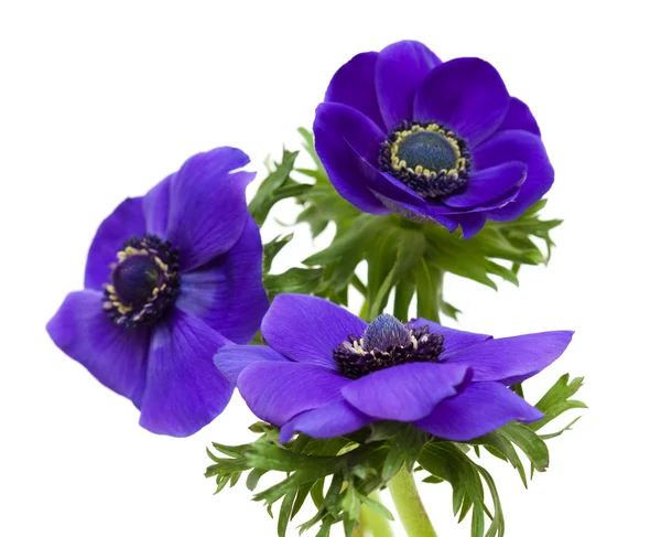 Dark blue anemone — Stock Photo, Image