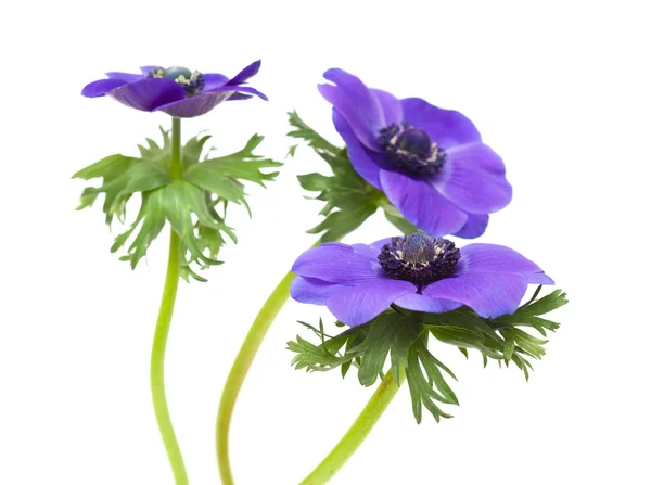 Dark blue anemone — Stock Photo, Image