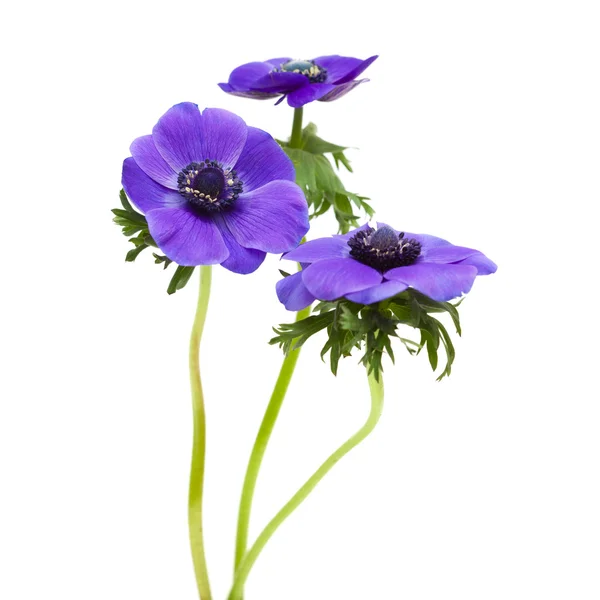 Dark blue anemone — Stock Photo, Image