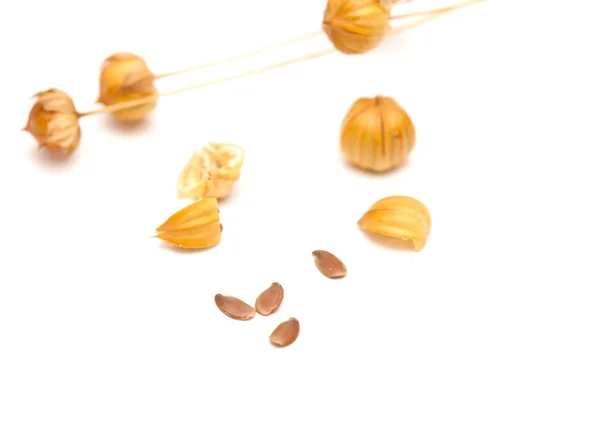 Flax seedheads  and linseed — Stock Photo, Image