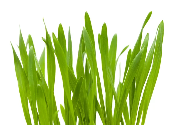 Jasně zelená tráva — Stock fotografie