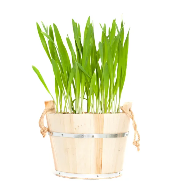 Ярко-зелёная трава — стоковое фото