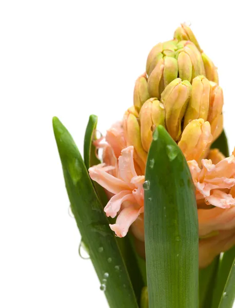 Opening zalm-gekleurde hyacint — Stockfoto
