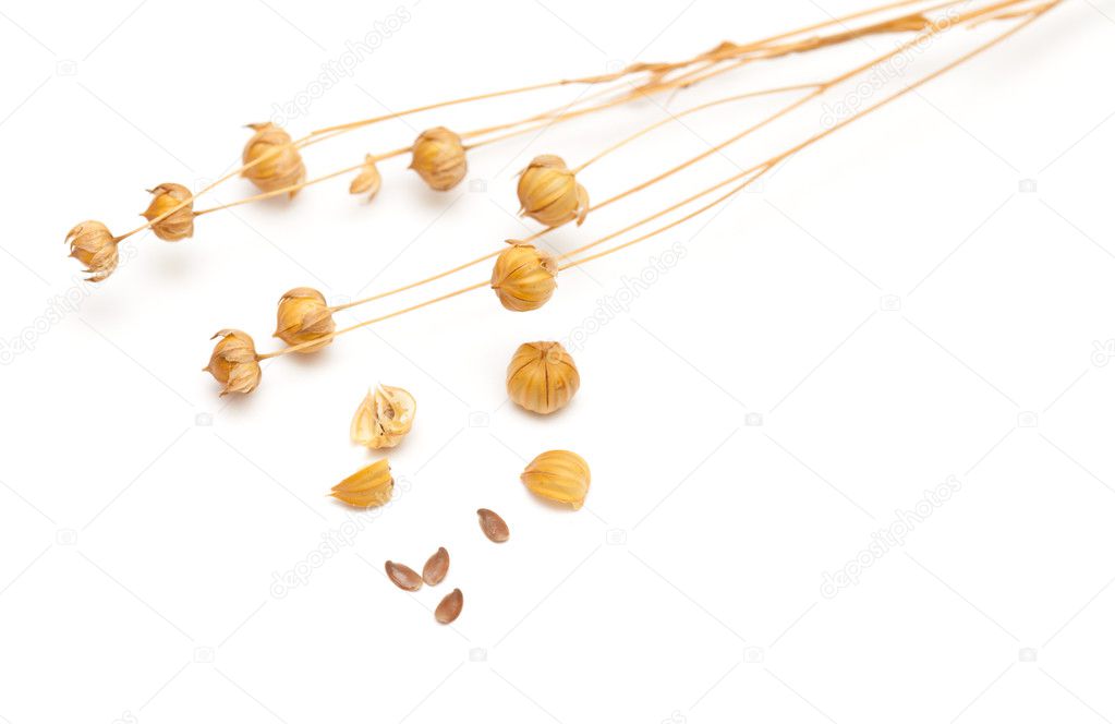 Flax seedheads  and linseed