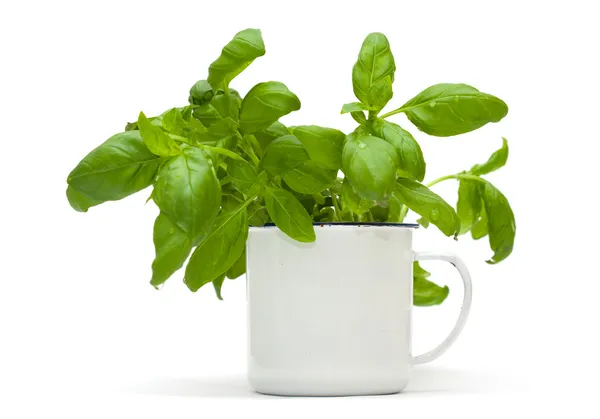 Growing sweet basil plants in an enamel mug — Stock Photo, Image