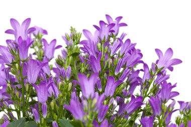 çiçekli duvar bellflower