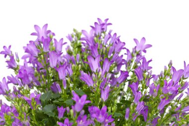 çiçekli duvar bellflower