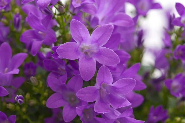 Pared de flores bellflower —  Fotos de Stock
