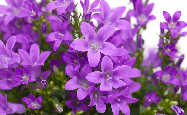 Blommande vägg bellflower — Stockfoto