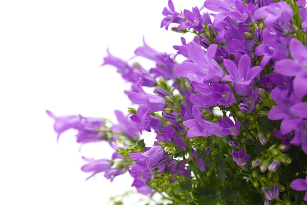 Çiçekli duvar bellflower — Stok fotoğraf