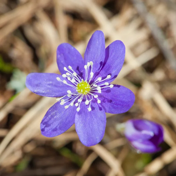 Ανεμώνη hepatica — Φωτογραφία Αρχείου