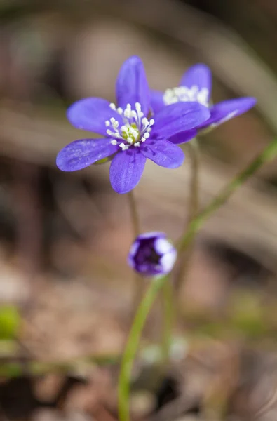 Ανεμώνη hepatica — Φωτογραφία Αρχείου