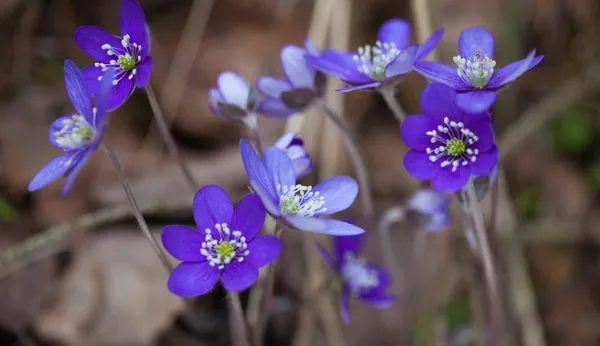 아 네모 네 hepatica — 스톡 사진